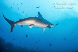 Hammerhead Shark, Darwing Arch Islas Galapagos by Alejandro Topete 